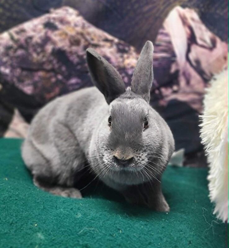 Picture of the Animal Listed